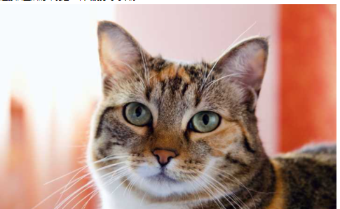 歐式家裝設(shè)計(jì)模型，歐式木門風(fēng)格怎么樣？