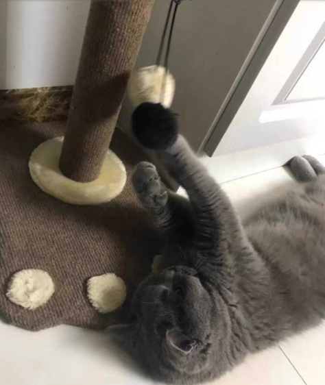 沙發(fā)維修市場(chǎng)：貓咪抓窗簾和沙發(fā)，有哪些值得推薦的沙發(fā)養(yǎng)護(hù)方法?