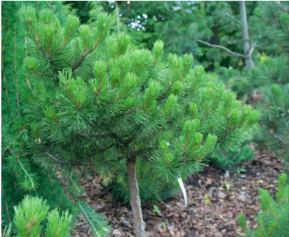 雪松木價(jià)格：三大松木的常識(shí)你了解多少？