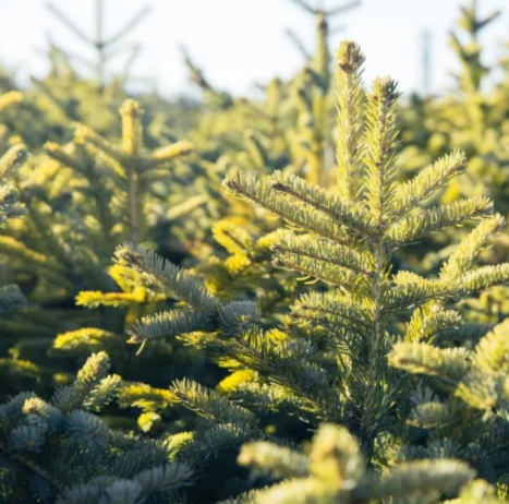 木材加工市場(chǎng)：松木VS柏木，木材界最激烈對(duì)決！