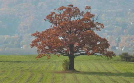 純橡木家具品牌：紅橡木與白橡木，不只是顏色的區(qū)別