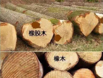 橡膠木和橡木的區(qū)別：橡木和橡膠木是一樣的嗎？如何鑒別它們呢？