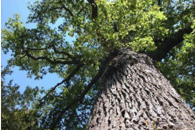 環(huán)保油漆涂料：你認識什么是橡木和櫸木嗎？