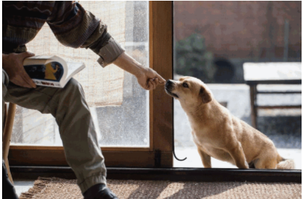 智能家裝流程：家裝設(shè)計(jì)時(shí)，有哪些適合「養(yǎng)寵家庭」的家居設(shè)計(jì)巧思？